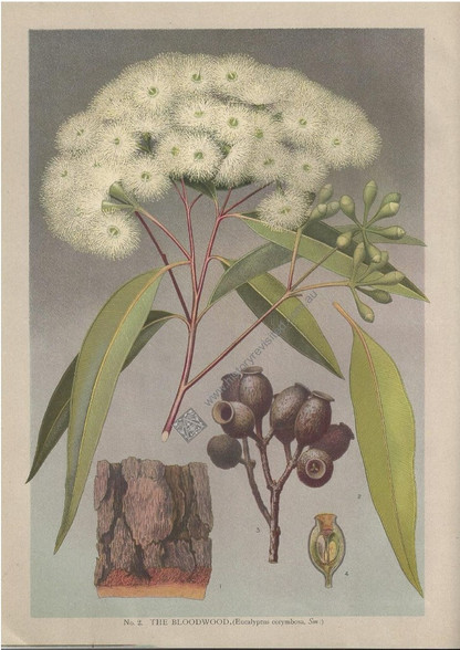 Bloodwood (Eucalyptus corymbora), J.H. Maiden "Flowering Plants & Ferns of New South Wales...", 1895-98, Antique Print.