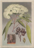 Bloodwood (Eucalyptus corymbora), J.H. Maiden "Flowering Plants & Ferns of New South Wales...", 1895-98, Antique Print.