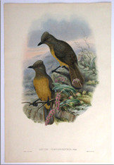 John Gould antique lithograph by designed, llithgraphed & coloured by William Hart, 1875-1888. www.historyrevisited.com.au