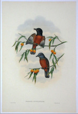 William Hart designed & lithographed the print, "Pomarea rufocastanea (Rufous & Chestnut Flycatcher)" for John Gould's last collection of birds of New Guinea. www.historyrevisited.com.au