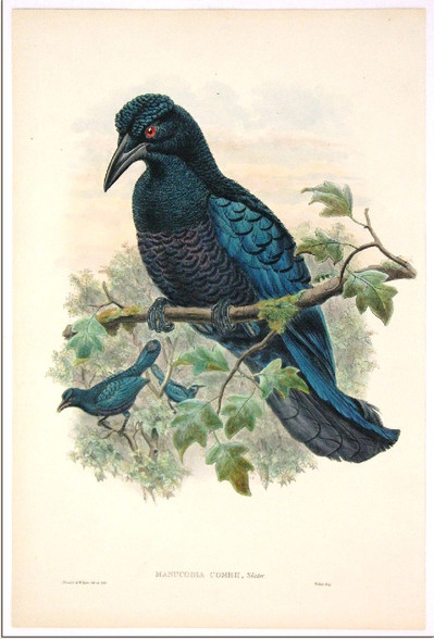 John Gould  Birds of New Guinea and the Adjacent Papuan Islands London 1875-1888 drwn and lithographed by William Hart. www.historyrevisited.com.au