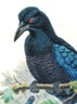 The foreground is dominated by this Manucode, showing his magnificent Curled crested feathers and purple black scalloped chest feathers with magnificent iridescent blue wings.