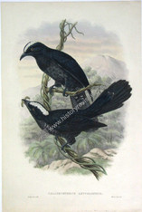 John Gould Birds New Guinea antique print Calliechthrus leucolophus