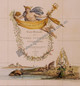 In this whimsical title cartouche we see  a classical version of Napoleon floating over a coast populated by Kangaroos , seals & botany. www.historyrevisited.com.au