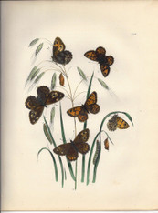 British Butterflies & Their Transformations illustrated by Henry Noel Humphries Published 1841-1849 by subscription. www.historyrevisited.com.au