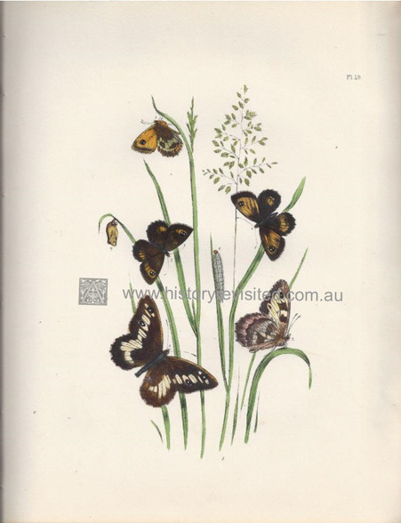 British Butterflies & Their Transformations, Hipparchia Briseis & H. Tithonus,  respective Male, Female, Under-wing, Caterpillars, Chrysalis. www.historyrevisited.com.au