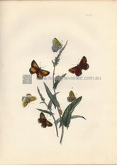 British Butterflies & Their Transformations, Chrysophanus Chryseis & C. Phlaeas,  respective Male, Female, Underwing, Caterpillars, Chrysalis. www.historyrevisited.com.au