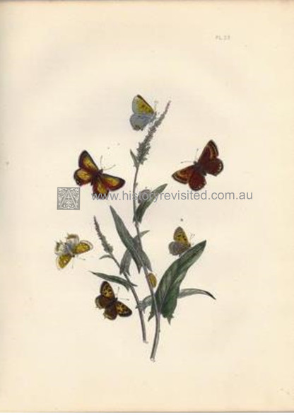 British Butterflies & Their Transformations, Chrysophanus Chryseis & C. Phlaeas,  respective Male, Female, Underwing, Caterpillars, Chrysalis. www.historyrevisited.com.au