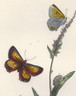 Chrysophanus Chryseis, or Purple-Edged Copper Butterfly, British. Henry Noel Humphreys 1841-1849 www.historyrevisited.com.au