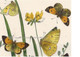 Small clouded Yellow Butterfly (C. Chrysotheme with the orange tinge). http://www.historyrevisited.com.au 