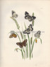 British Butterflies & Their Transformations, White Marbled Butterfly, Speckled Wood Butterfly, Male, Female, Caterpillars, Chrysalis. www.historyrevisited.com.au