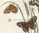 British Butterfly Lasiommata AEgeria of White Speckled Butterfly. Antique Print . Noel Humpheys.http://www.historyrevisited.com.au.