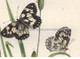 British Butterfly Arge Galathea of Marble White Butterfly. Antique Print.  Noel Humpheys http://www.historyrevisited.com.au.