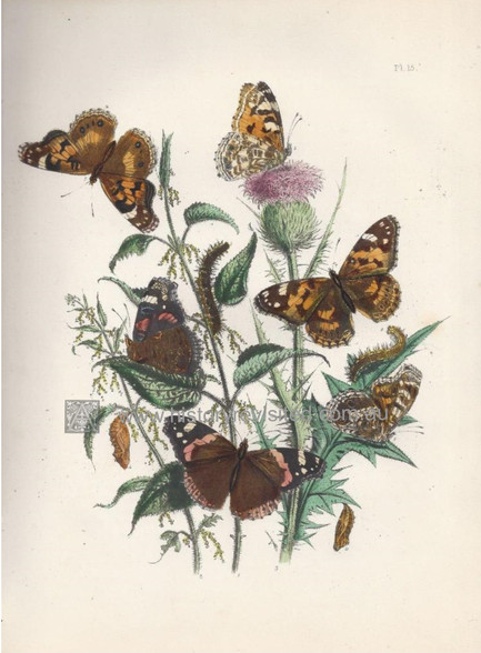 British Butterflies & Their Transformations, Vanessa Atlanta, Cynthia Huntera & Cynthia Cardui,  respective Underwing, Caterpillars, Chrysalis. www.historyrevisited.com.au