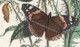 Vanessa Atlanta or Red Admiral Butterfly. http://www.historyrevisited.com.au