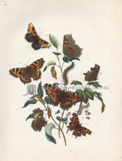 British Butterflies & Their Transformations, Vanessa C. Album (Comma Butterfly), V. Polychloros (Great Tortoise-shell B.), V. Urticae with Caterpillars, Chrysalis. www.historyrevisited.com.au