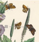 British Butterfly Cyclopides Paniscus. C, Sylvius, Plantain Herb, Antique Print, Henry Noel Humpheys http://www.historyrevisited.com.au.