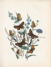 British Butterflies & Their Transformations, Melitaea Species,  respective Male, Female, Underwing, Caterpillars, Chrysalis. www.historyrevisited.com.au