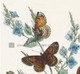 Melitaea Cinxia, or Glanville Fritillary Butterfly, & the blue-flowering Herb  Speedwell. http://www.historyrevisited.com.au