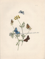 British Butterflies & Their Transformations, Polyommatus Eros, P. Dorylas, respective Male, Female, Underwing, Caterpillars, Chrysalis. www.historyrevisited.com.au