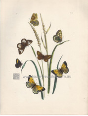 British Butterflies & Their Transformations, Noel Humphries, Colias, Hipparchia & Argynnis,  respective Male, Female, Underwing, Caterpillars, Chrysalis. www.historyrevisited.com.au