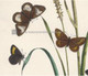 Butterflies Hipparchia {Oreina} Mnestram of Hubner, & Hipparchia Janira.
