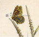 "A splendid variety of Argynnis Lathonia", or Queen of Spain fritillary butterfly.
http://www.historyrevisited .com.au