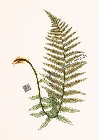 Archival Limited Edition Giclee after the original Nature-printing by Henry Bradbury, Ferns of Great Britain & Ireland amid a fern  craze in Victorian Britain. www.historyrevisited.com.au