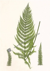 Archival Limited Edition Giclee Print after an original nature -printing technique by Henry Bradbury, Ferns of Great Britain & Ireland. www.historyrevisited.com.au
