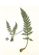 Three Blue-green fern fronds, Henry Bradbury, Ferns of Great Britain & Ireland, giclee pint of antique Nature-Printing process in 1857. www.historyrevisited.com.au