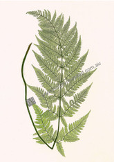 Archival Limited Edition Giclee after original Nature-printing by Henry Bradbury, Ferns of Great Britain & Ireland amid a fern craze in Victorian Britain. 