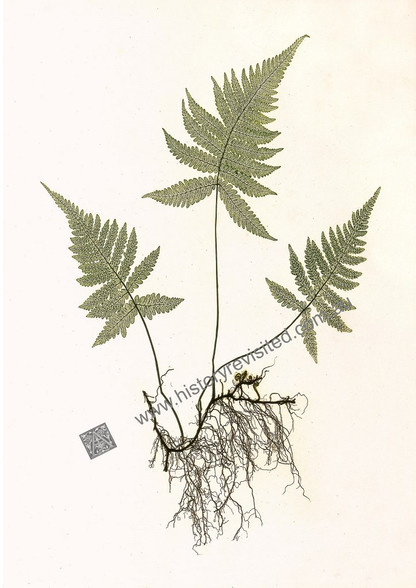 Three Blue-green fern fronds sharing rhisome, Henry Bradbury, Ferns of Great Britain & Ireland, giclee pint of antique Nature-Printing process in 1857. 