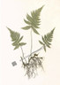 Three Blue-green fern fronds sharing rhisome, Henry Bradbury, Ferns of Great Britain & Ireland, giclee pint of antique Nature-Printing process in 1857. 