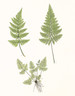 Two single and a cluster of fern fronds, Henry Bradbury, Ferns of Great Britain & Ireland, giclee print of antique Nature-Printing process in 1857. www.historyrevisited.com.au