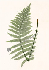 Archival Limited Edition Giclee after the original Nature-printing by Henry Bradbury, Ferns of Great Britain & Ireland amid a fern craze in mid 1800s Britain. www.historyrevisited.com.au
