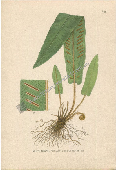 Botany, Antique Print, Chromolithograph, Phyllitis scolopendrium, Hart's tongue Fern, Carl Lindman, 1901-1905. http://www.historyrevisited.com.au