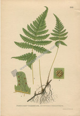 Botany, Antique Print, Chromolithograph, Dryopteris phegopteris, Long Beech Fern, Carl Lindman, 1901-1905. http://www.historyrevisited.com.au