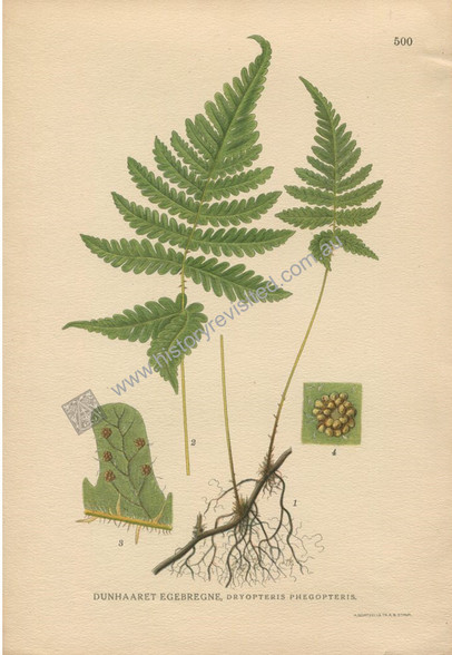 Botany, Antique Print, Chromolithograph, Dryopteris phegopteris, Long Beech Fern, Carl Lindman, 1901-1905. http://www.historyrevisited.com.au