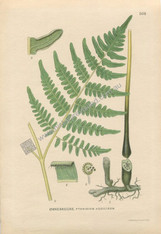 Botany, Antique Print, Chromolithograph, Pteridium aquilinum, Eagle Fern, Bracken, Carl Lindman, 1901-1905. http://www.historyrevisited.com.au