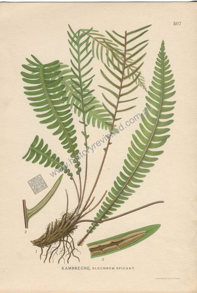 Botany, Antique Print, Chromolithograph, Blechnum spicant, Deer Fern, Carl Lindman, 1901-1905. http://www.historyrevisited.com.au