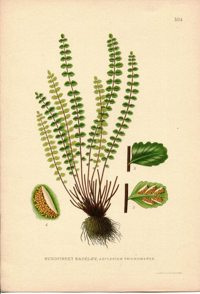 Botany, Antique Print, Chromolithograph, Asplenium trichomanes, Maidenhair speenwort,  Fern, Carl Lindman, 1901-1905. http://www.historyrevisited.com.au