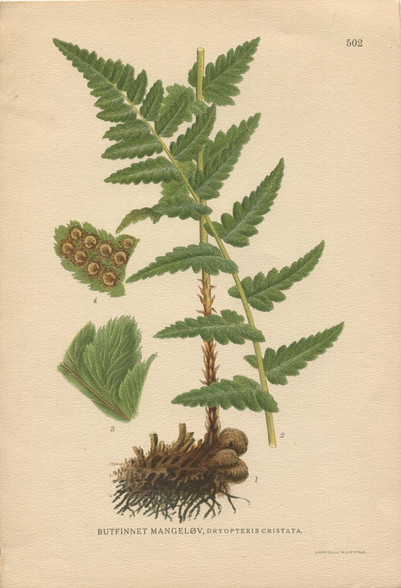 Botany, Antique Print, Chromolithograph, Dryopteris cristata, crested wood Fern, Bracken, Carl Lindman, 1901-1905. http://www.historyrevisited.com.au