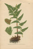 Botany, Antique Print, Chromolithograph, Dryopteris cristata, crested wood Fern, Bracken, Carl Lindman, 1901-1905. http://www.historyrevisited.com.au