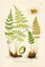 Botany, Antique Print, Chromolithograph, Cystopteris fragilis, Woodsia ilvensis,  Carl Lindman, 1901-1905. http://www.historyrevisited.com.au