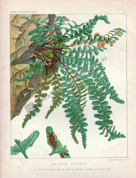Antique print, Asplenium marinum (Sea Spleenwort fern) after David Blair for James Britten's "European Ferns" London, circa 1879-1883. www.historyrevisited.com.au