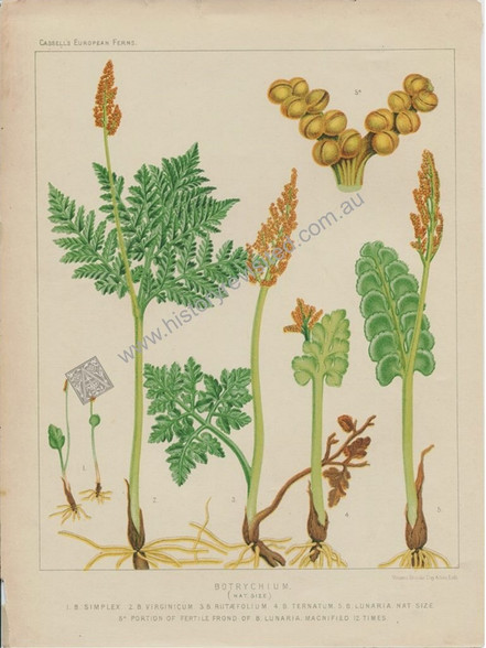 Antique print, Botrychium (Moonwort ferns) after David Blair for James Britten's "European Ferns" London, circa 1879-1883. www.historyrevisited.com.au