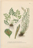 Botany, Antique Print, Asplenium ruta muraria or Wall-rue, A. Septentrionale or forked spleenwort,  Fern, Carl Lindman, c. 1901 http://www.historyrevisited.com.au