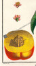 A detail of showing the cling stone in the halved fruit & the delicate pink blossom. http://www.historyrevisited.com.au