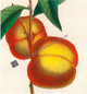 Illustrating how the fruit grows on the branches and the shape & color of the leaves. http://www.historyrevisited.com.au