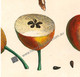 A detail of showing pips inside the white flesh of the  halved fruit between two whole fruit. http://www.historyrevisited.com.au